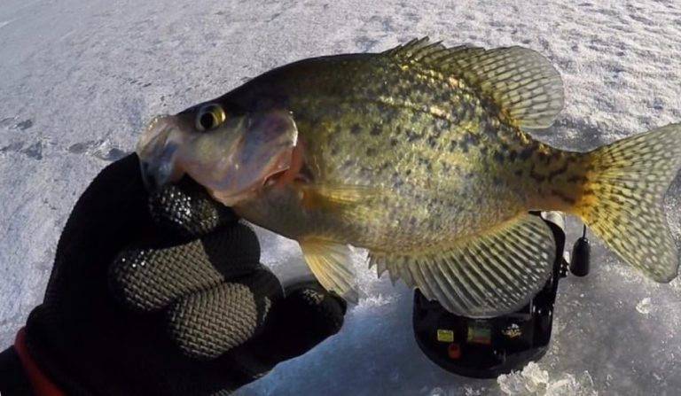 Best Ice Fishing Gloves