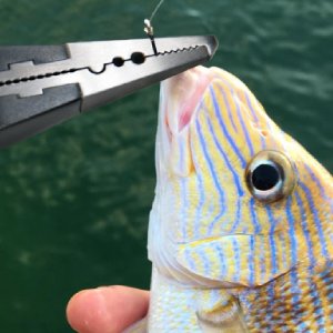 Fishing Hook Removal